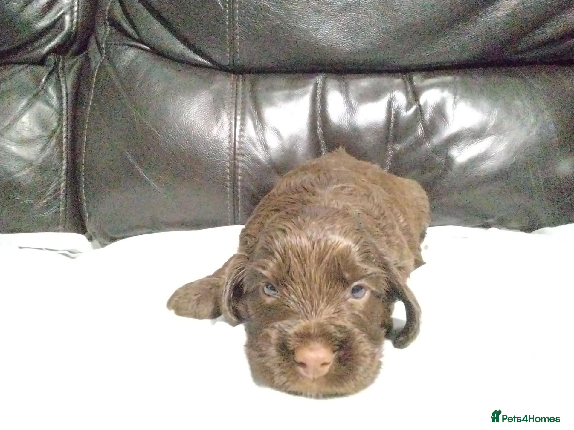 Cockapoo dogs for sale: Beautiful cockapoo puppies  - Advert 2