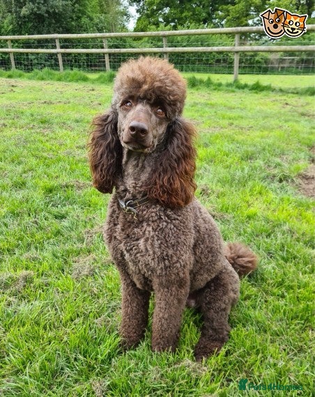 Standard Poodle dogs Beautiful Moyen Poodle Stud in Warwick - Advert 2