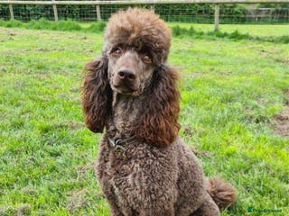 Standard Poodle dogs Beautiful Moyen Poodle Stud in Warwick - Advert 5