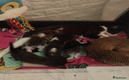 Mixed Breed cats for sale: Kittens - Image 3