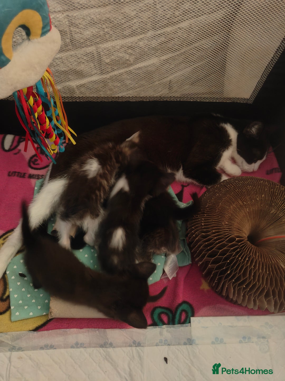 Mixed Breed cats for sale: Kittens - Image 3