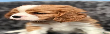 Cavalier King Charles Spaniel 3