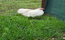 Chickens poultry for sale: White Pekin Bantam Trio - Advert 3