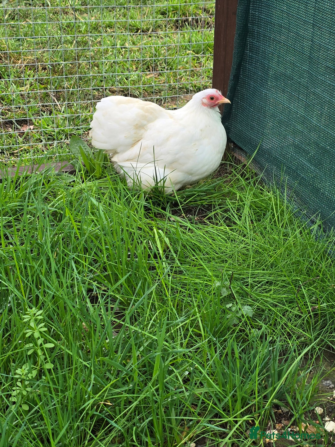 Chickens poultry for sale: White Pekin Bantam Trio - Advert 3