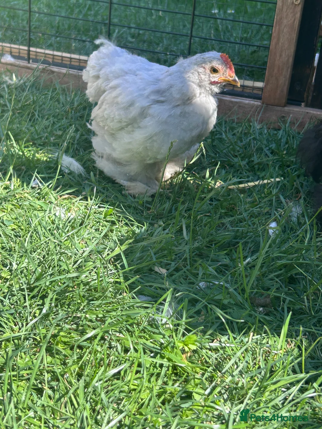 Chickens poultry for sale: Pekin Bantam Cockerels in Calne - Advert 2
