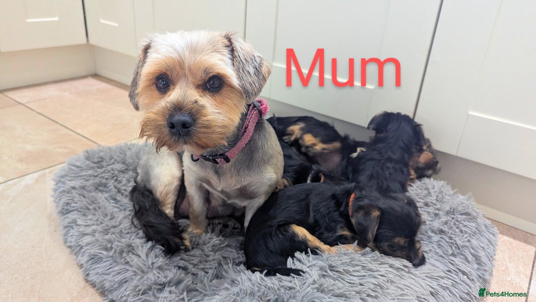 Yorkshire Terrier dogs for sale: Adorable Purebred Yorkshire Terrier Puppies - Image 8