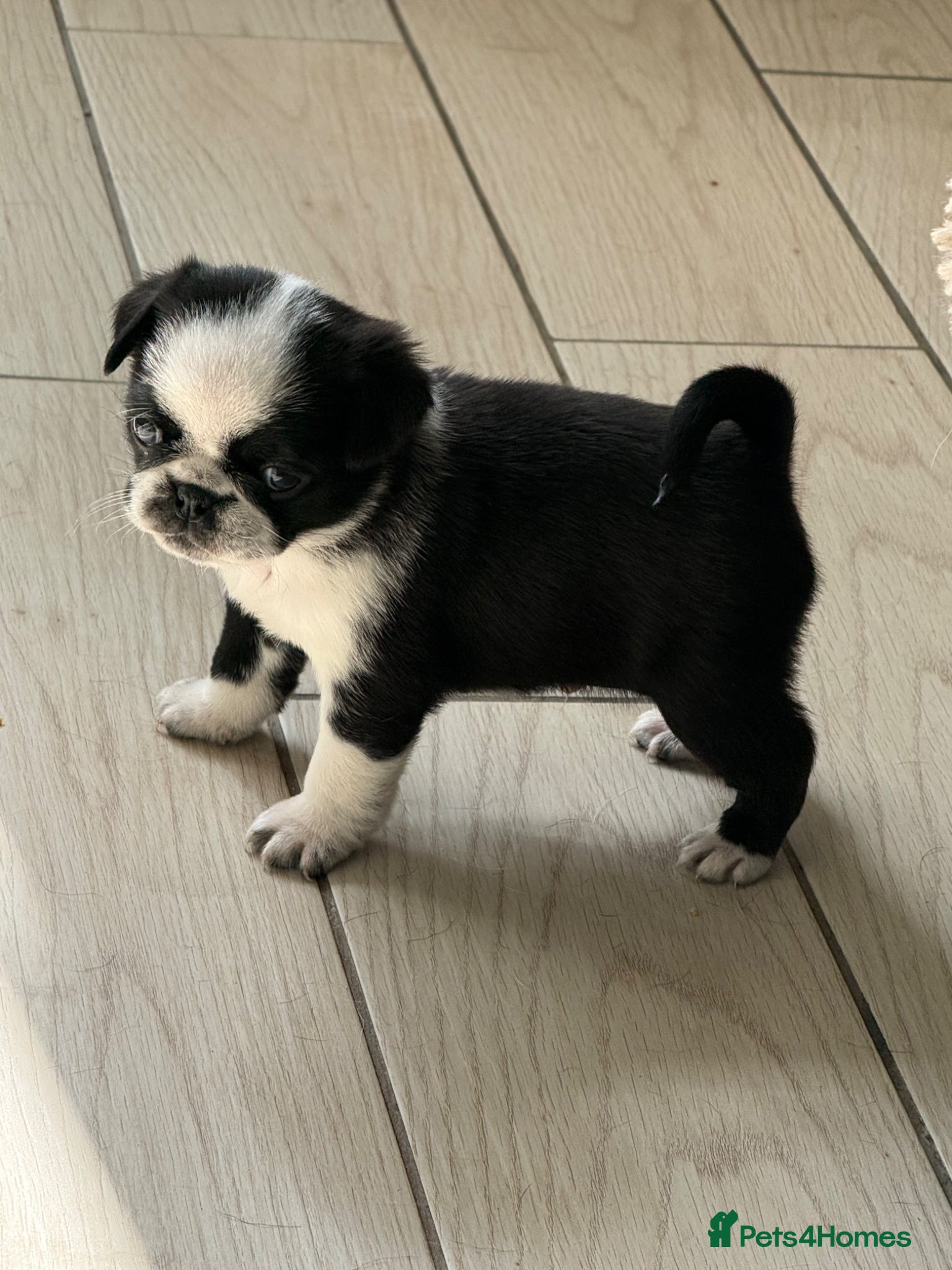 Pug dogs Black and white panda pug puppy male - Advert 2