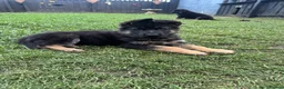 German Shepherd dogs for sale: 🐾Ready to leave Kc reg German shepherd puppies🐾 - Advert 2