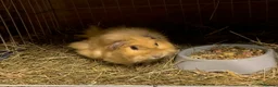 Guinea Pig rodents for sale: Beautiful Baby Texel HP18 - Advert 5