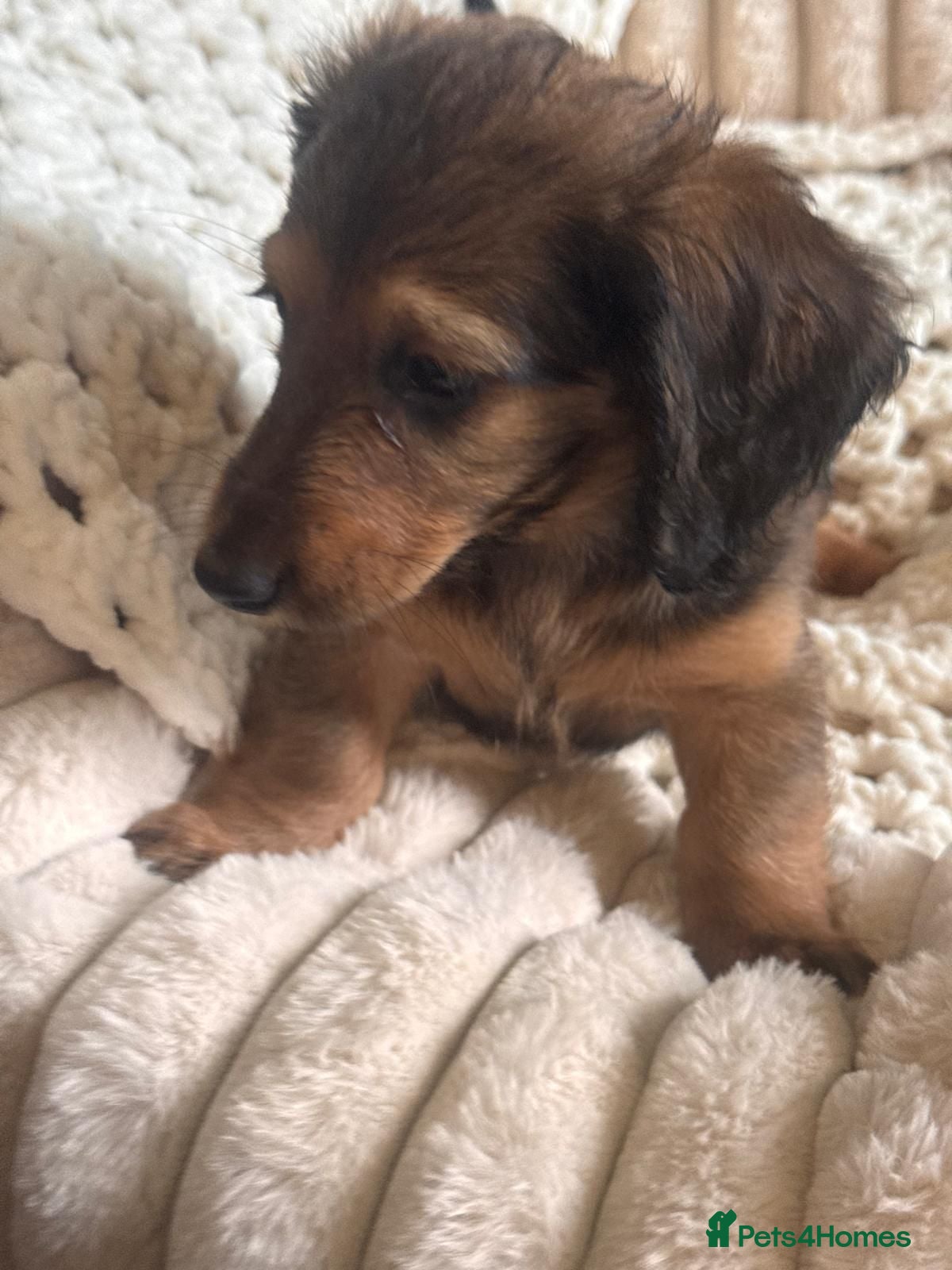 Dachshund dogs Long & Short haired Sable crea Dachshund puppies  - Advert 1