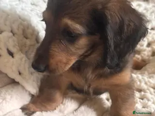 Dachshund dogs Long & Short haired Sable crea Dachshund puppies - Advert 1