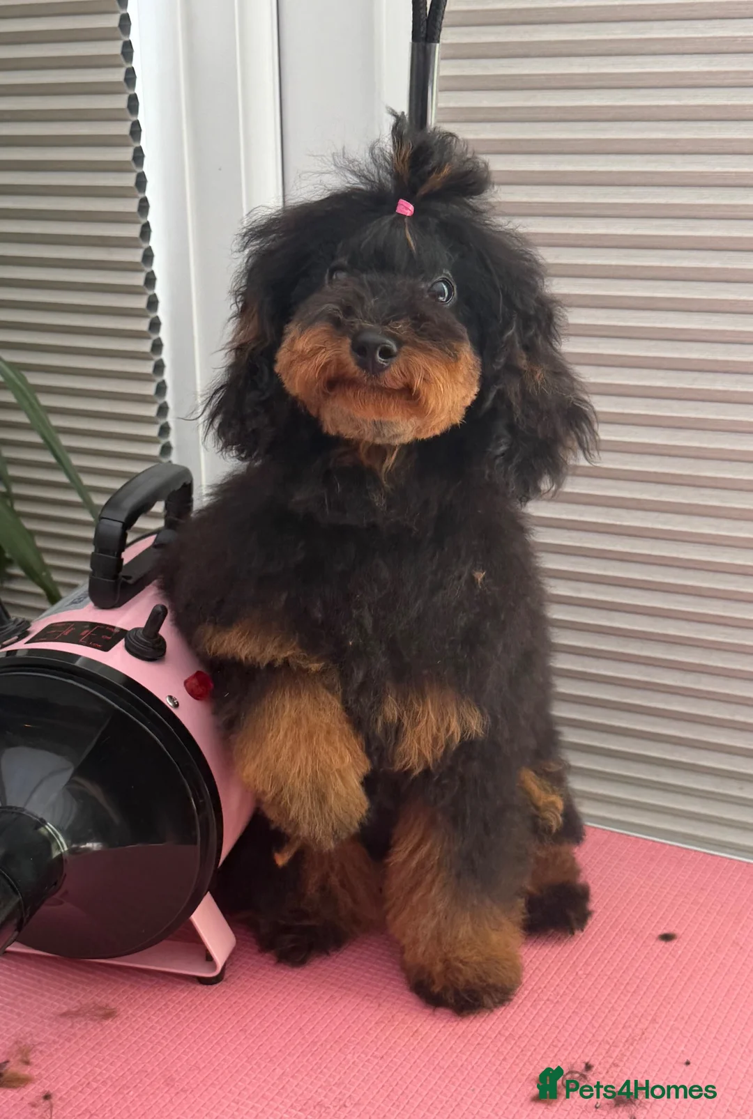 Toy Poodle dogs for sale: Beautiful Toy Poodle Frmale - Advert 2