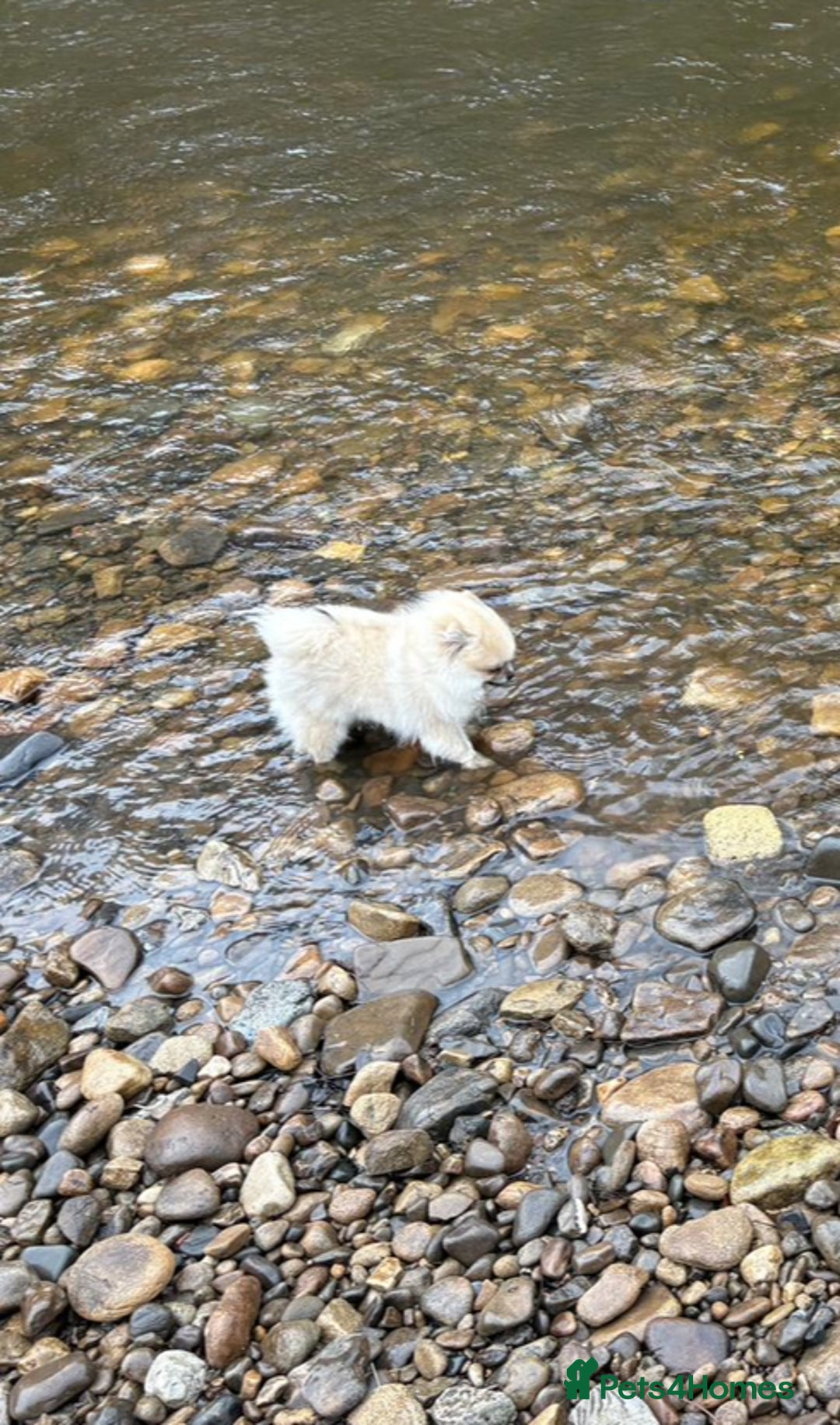 Pomeranian dogs for stud: Pomeranian Stud 1yr - Image 8