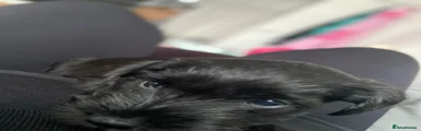 Miniature Schnauzer Puppy 4