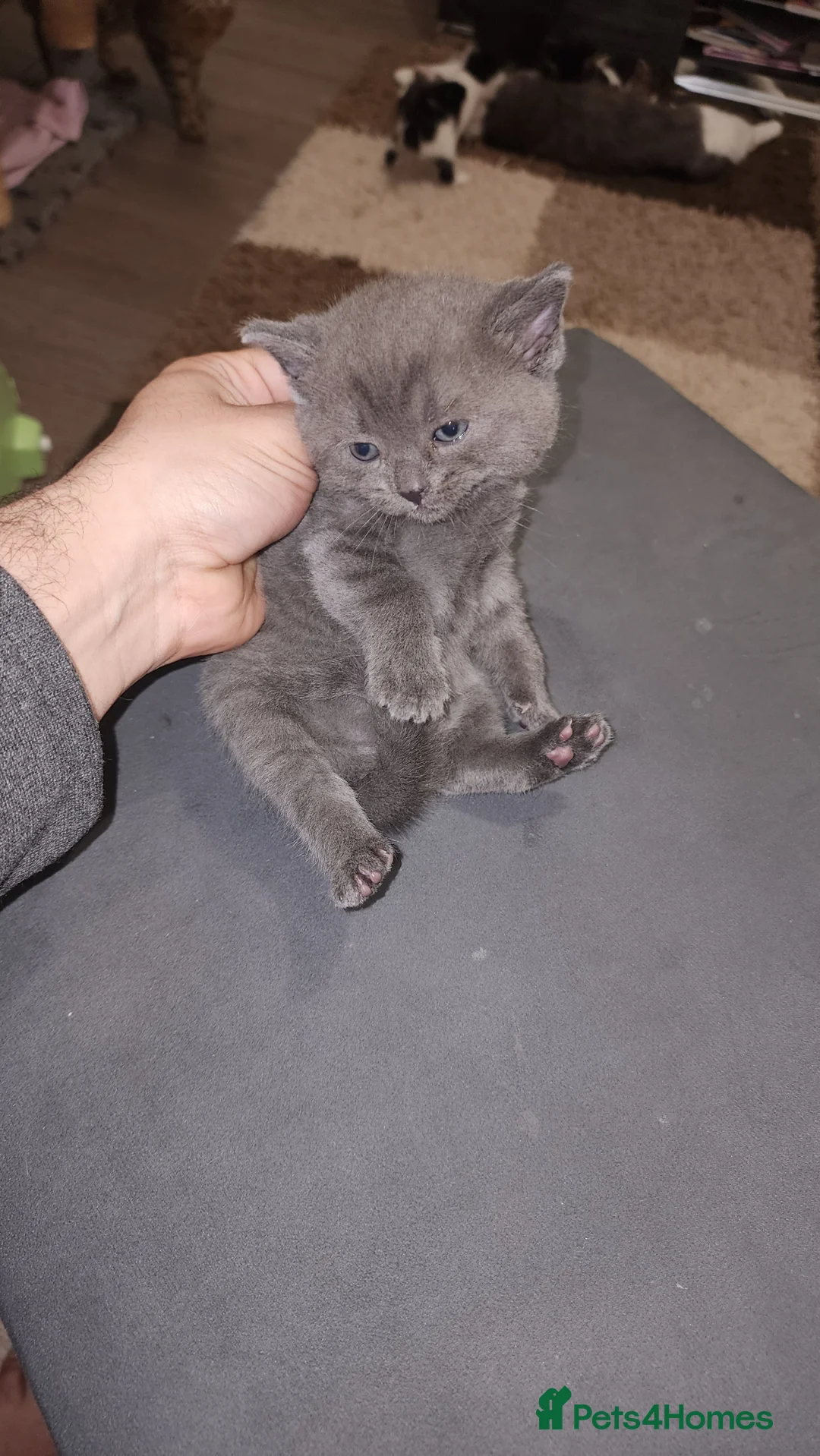 British Longhair cats for sale: Stunning British Kittens - Home Reared & Healthy - Advert 1