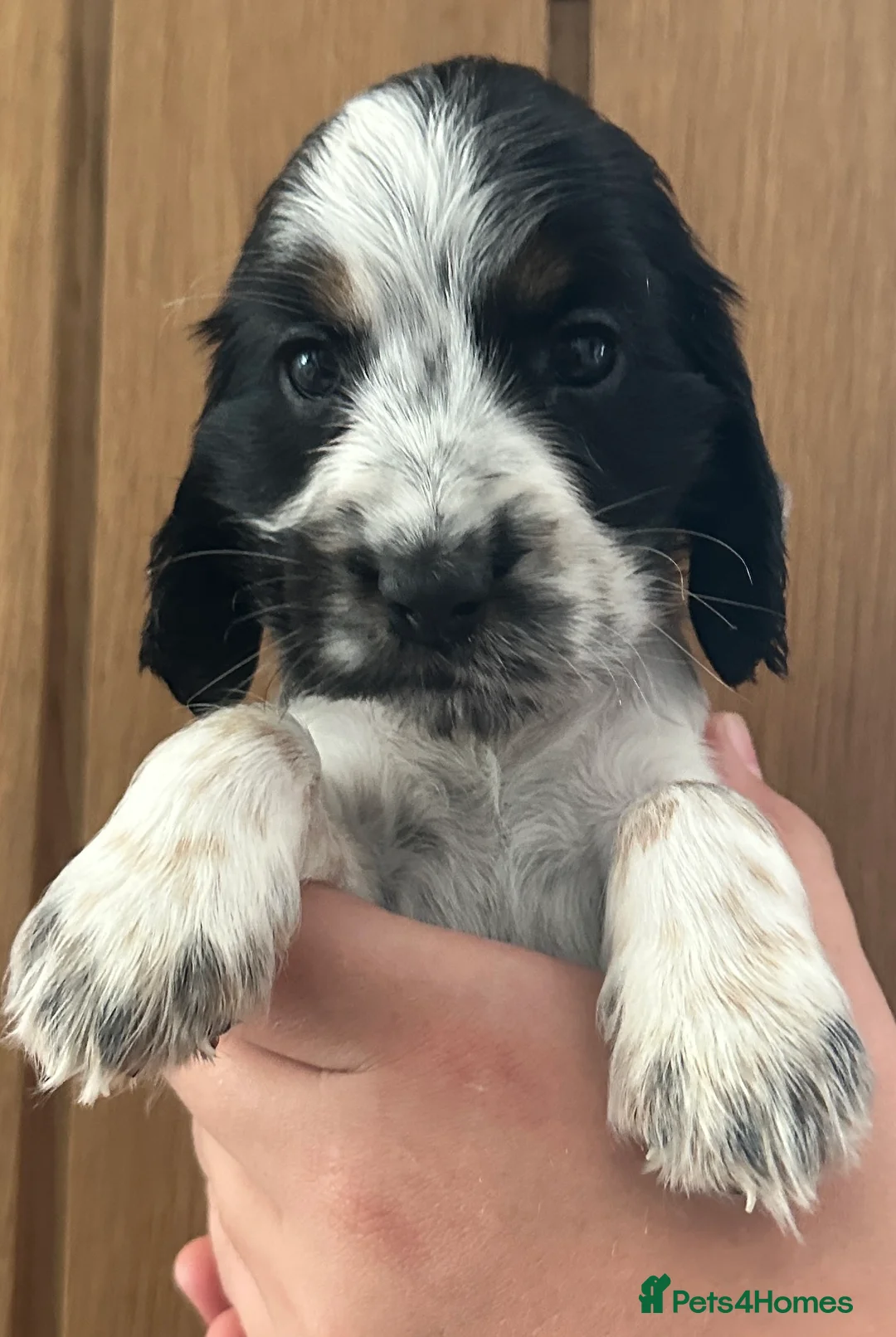 Cocker Spaniel dogs for sale: 2 girls and 1 boy available from a litter of 6 - Advert 4
