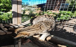 Savannah cats for sale: F5 Full Pedigree Tica Registered Girl Kitten - Image 16