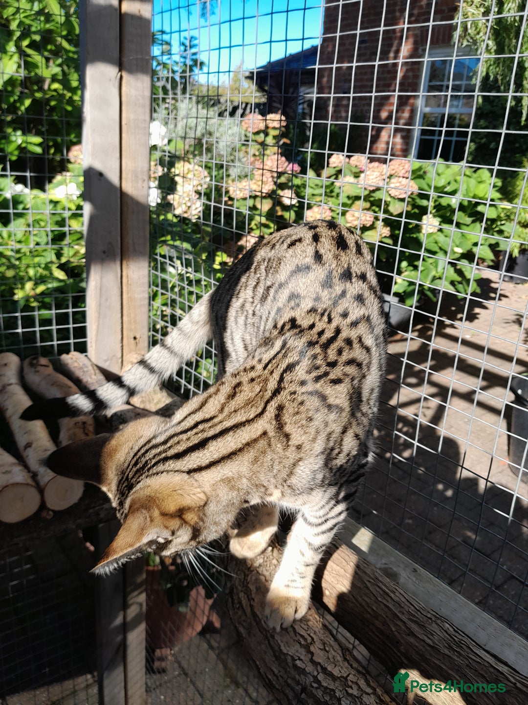 Savannah cats for sale: F5 Full Pedigree Tica Registered Girl Kitten - Image 16
