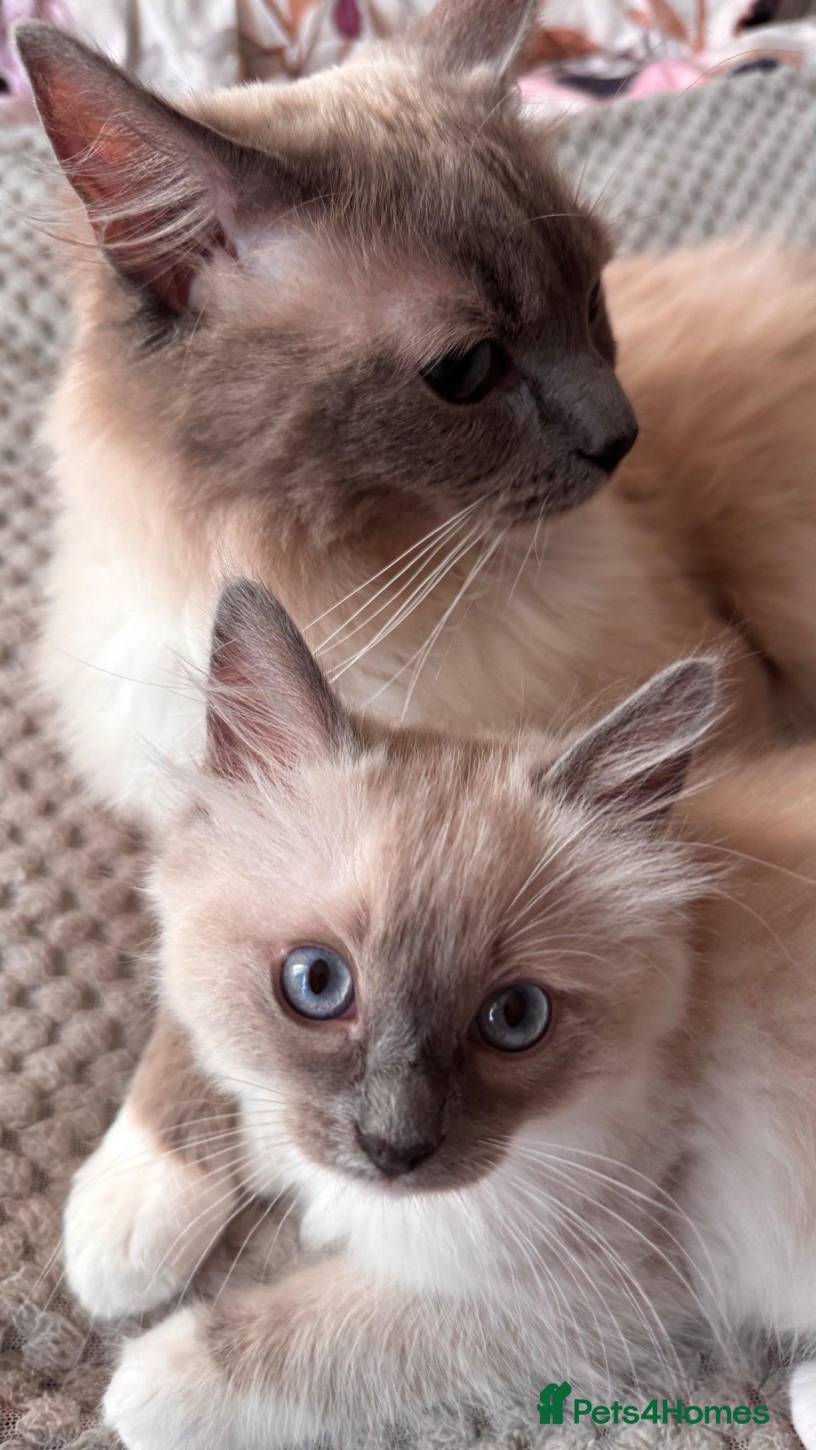 Ragdoll cats for sale: Beautiful Blue Point Mitted Ragdoll Boy in Banbury - Advert 4