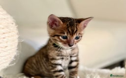 Bengal cats for sale: STUNNING GLITTER PELTED TICA REG BENGAL KITTENS - Image 7