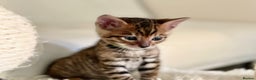 Bengal cats for sale: STUNNING GLITTER PELTED TICA REG BENGAL KITTENS - Advert 10