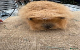 Guinea Pig rodents for sale: Pure bred California & Swiss guineapigs  - Image 4