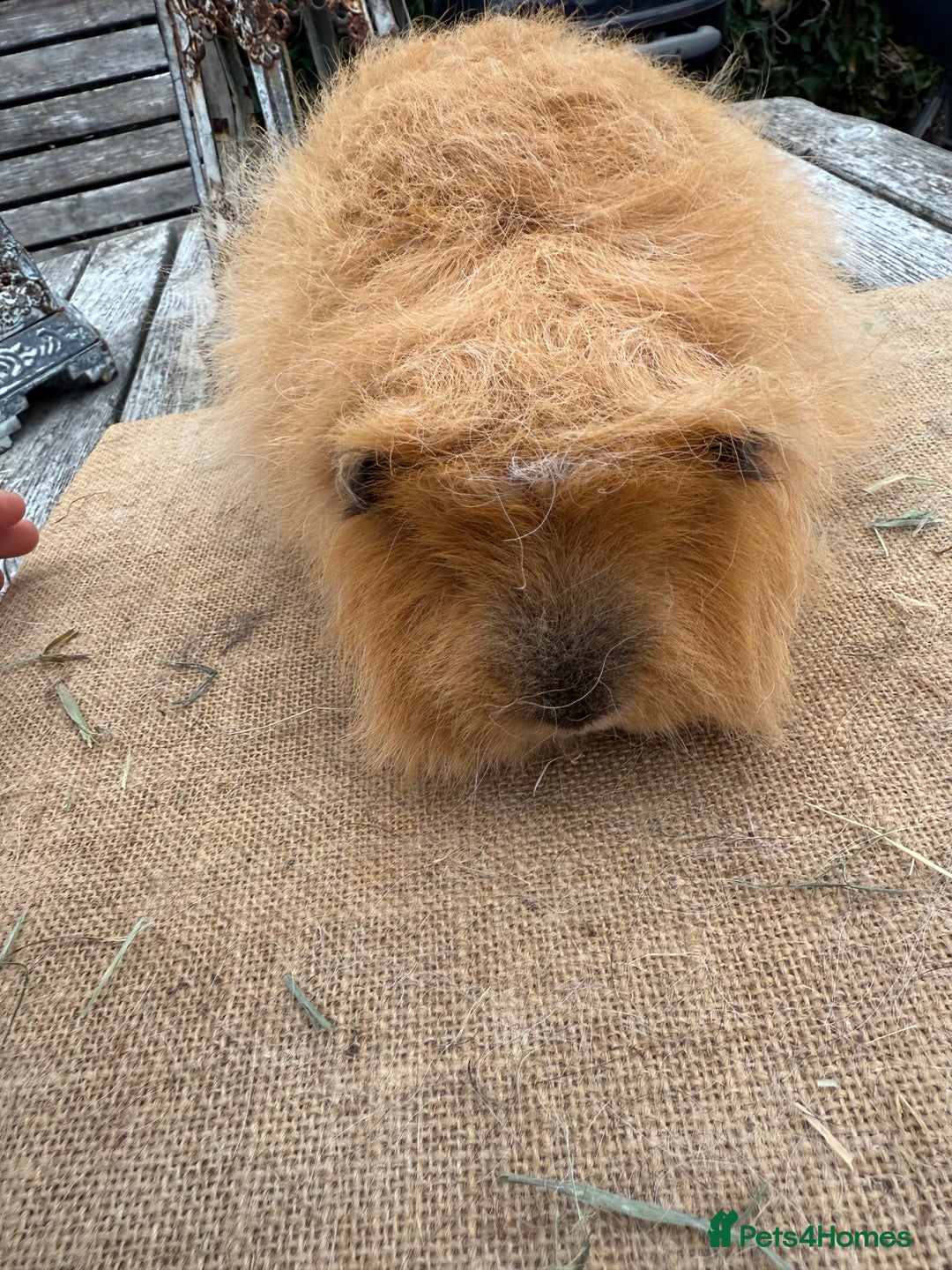 Guinea Pig rodents for sale: Pure bred California & Swiss guineapigs  - Image 4