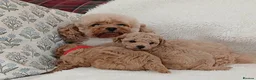 Poochon dogs for sale: Exquisite Poochon Puppies  - Advert 2