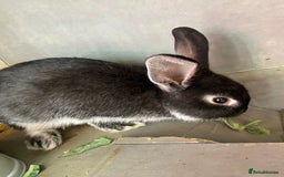 Mixed Breed rabbits for sale: 2 male bunnies ready to go - Image 3
