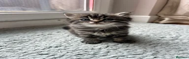 Persian 4