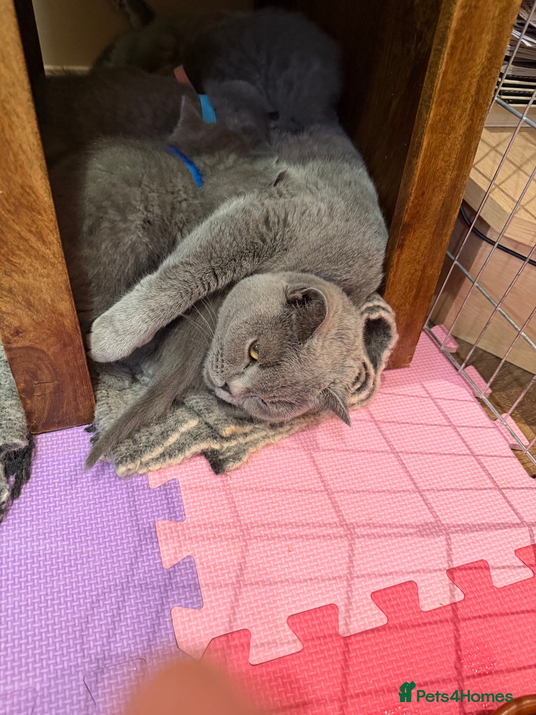 British Shorthair cats for sale: Adorable British Shorthair Kittens For Sale  - Advert 16