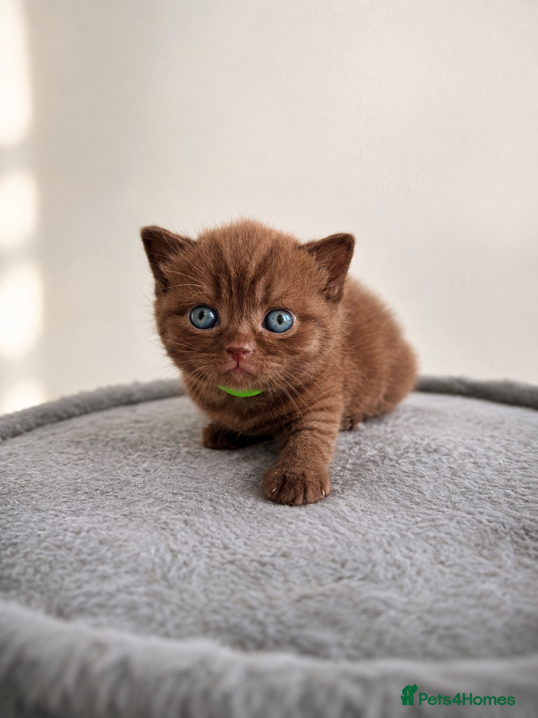 British Shorthair cats Luxury British Shorthair chocolate kittens 🤎✨ - Advert 2