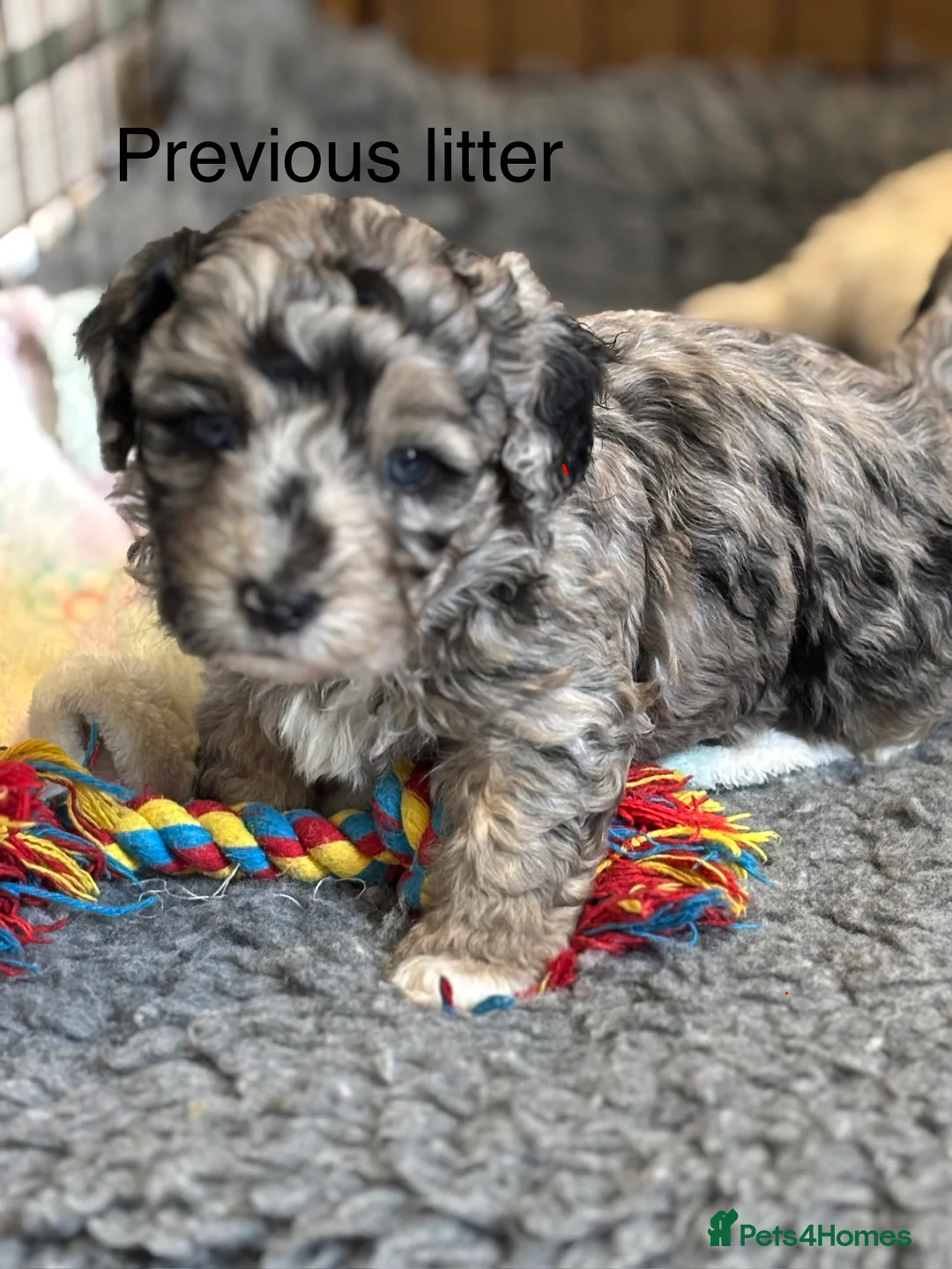 Maltipoo dogs for sale: 💎 Adorable Maltipoo Puppies ❤️ - Advert 25
