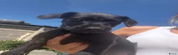 Patterdale Terrier dogs for sale: Fell terriers  - Advert 11