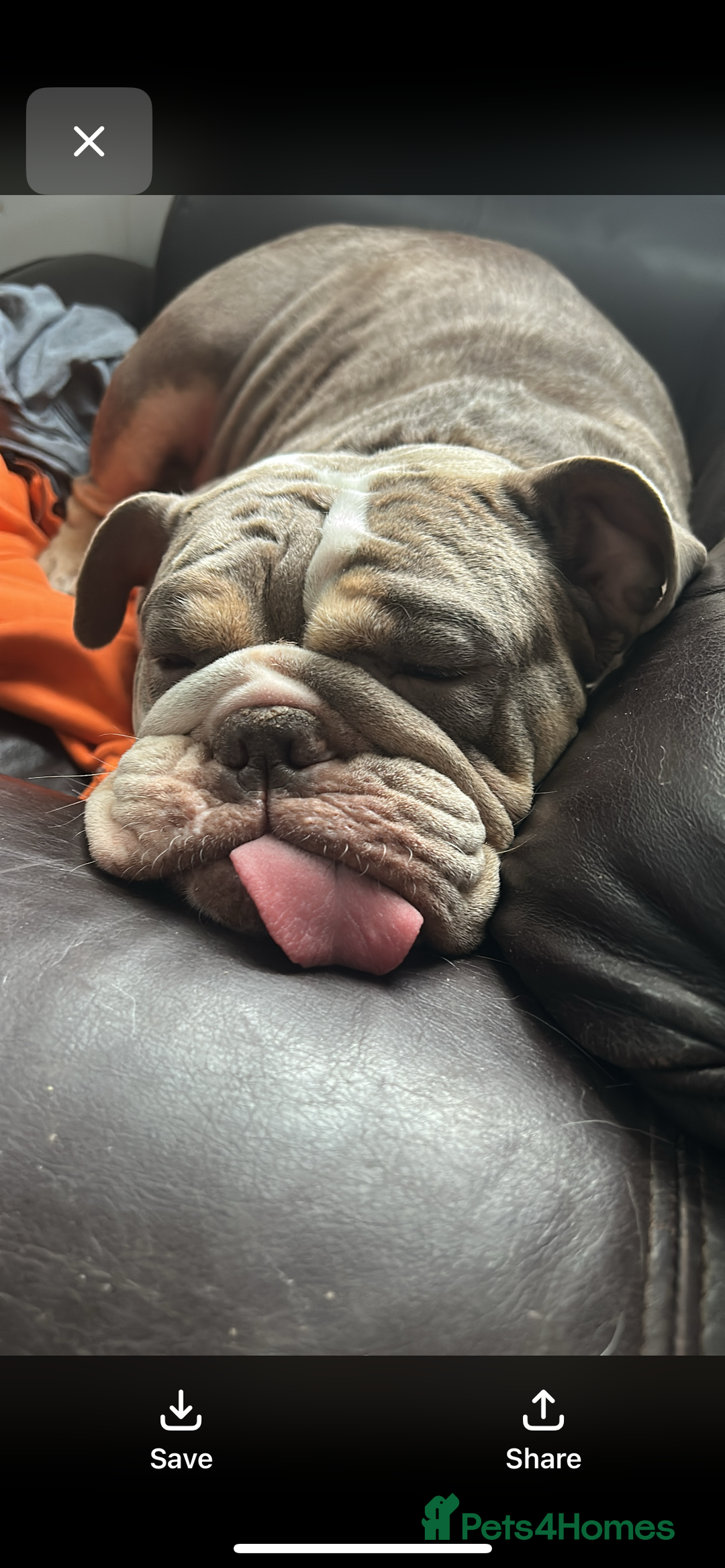 Mixed Breed dogs for sale: Bullador - Image 2