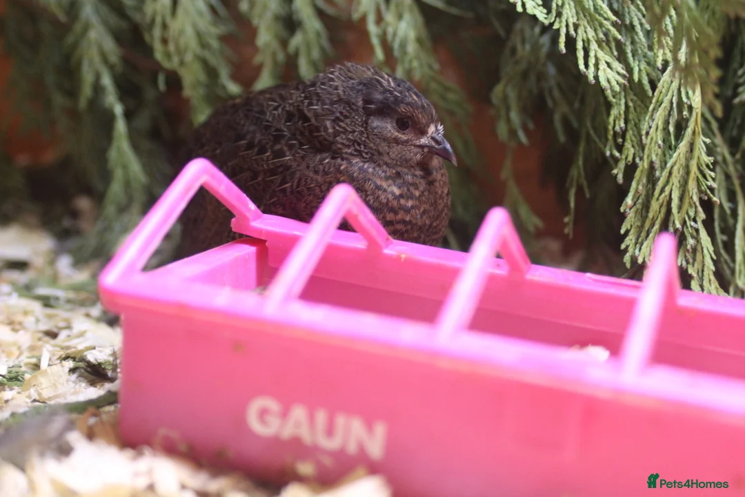 Quail poultry for sale: Chinese Painted (button) Quail Eggs 12 + EXTRAS - Advert 5