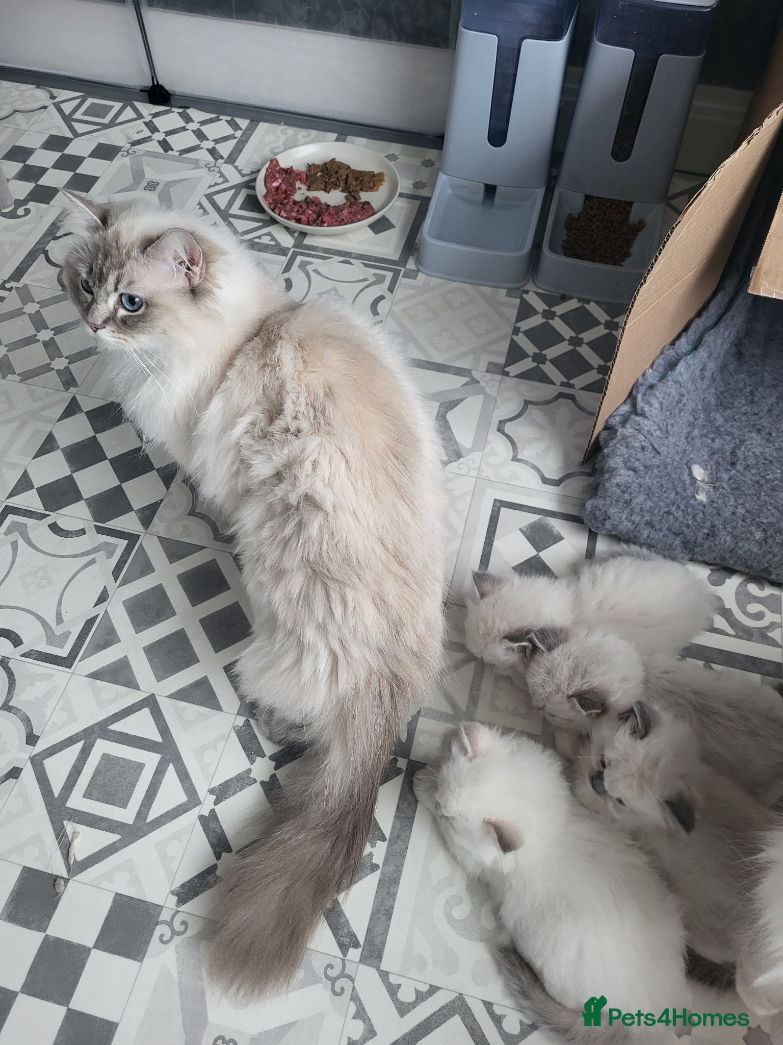Ragdoll cats for sale: GCCF registered Males - Advert 8