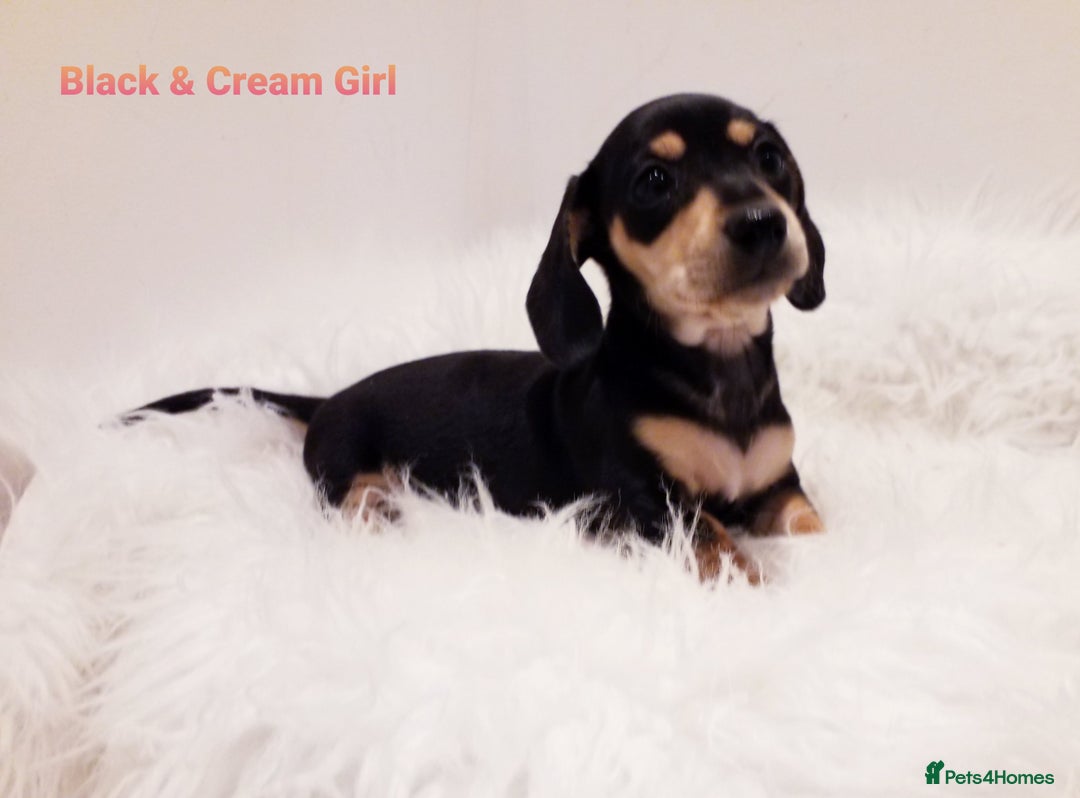 Miniature Dachshund dogs for sale: 5* Licensed, PRA CLEAR KC Mini Daxi's - Image 5