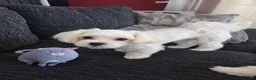 Maltese dogs for sale: Max & Mickey two beautiful Maltese puppies  - Advert 4