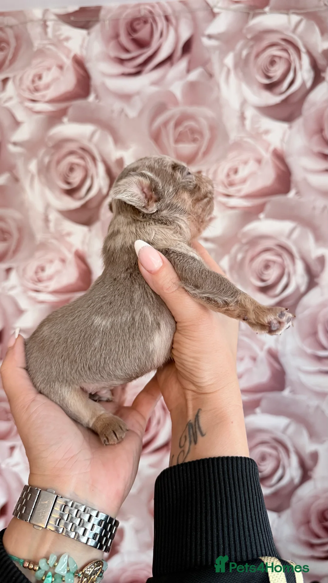 French Bulldog dogs for sale: Luxury French Bulldogs - Advert 9