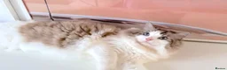 Ragdoll cats for sale: INDOOR GCCF REG 4 YEARS OLD RAGDOLL MALE CAT - Advert 11