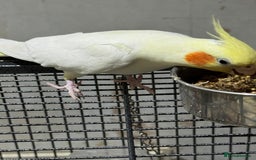 Cockatiels birds for sale: Cockateils breeding pair - Image 4