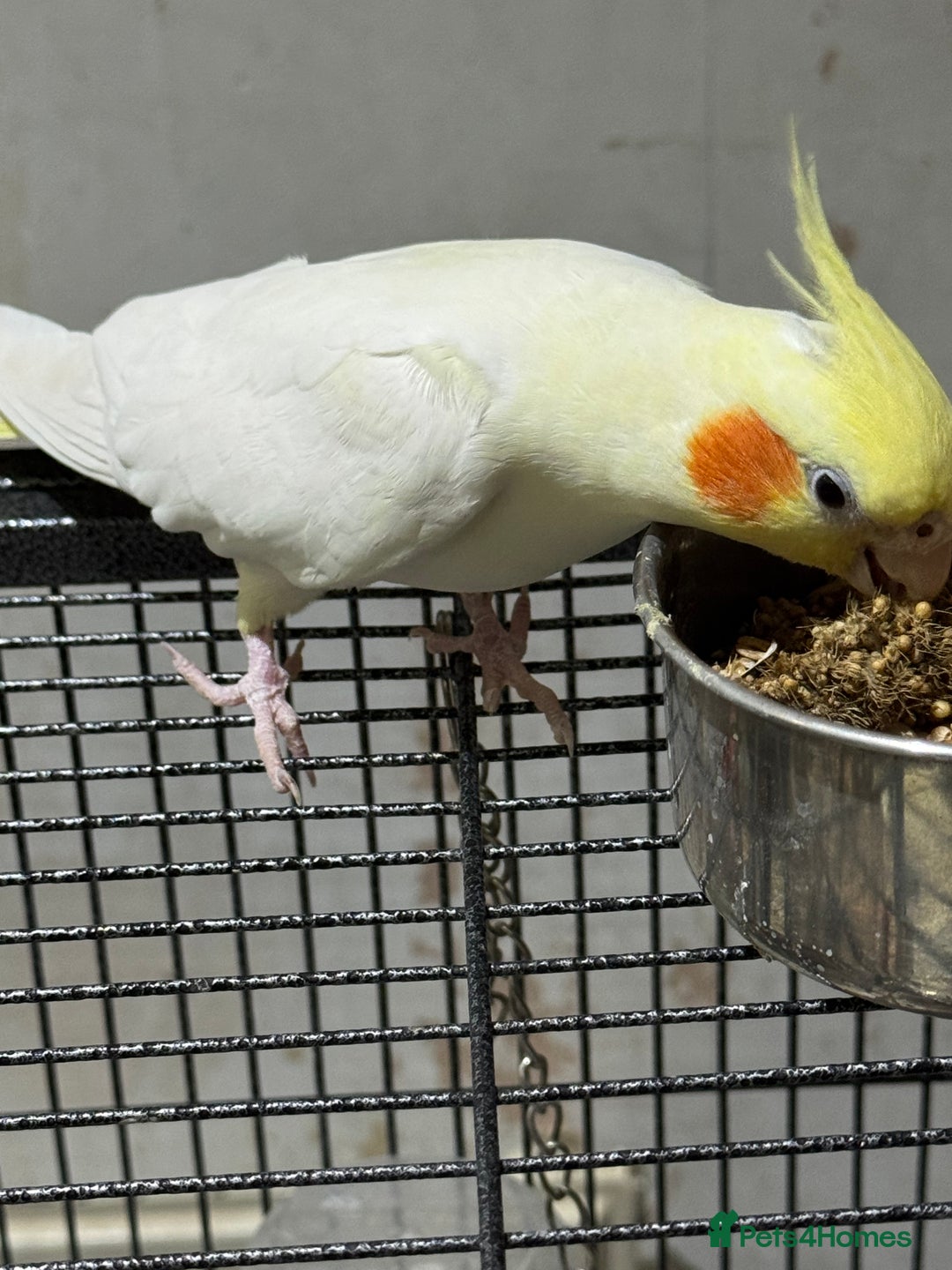 Cockatiels birds for sale: Cockateils breeding pair - Image 4