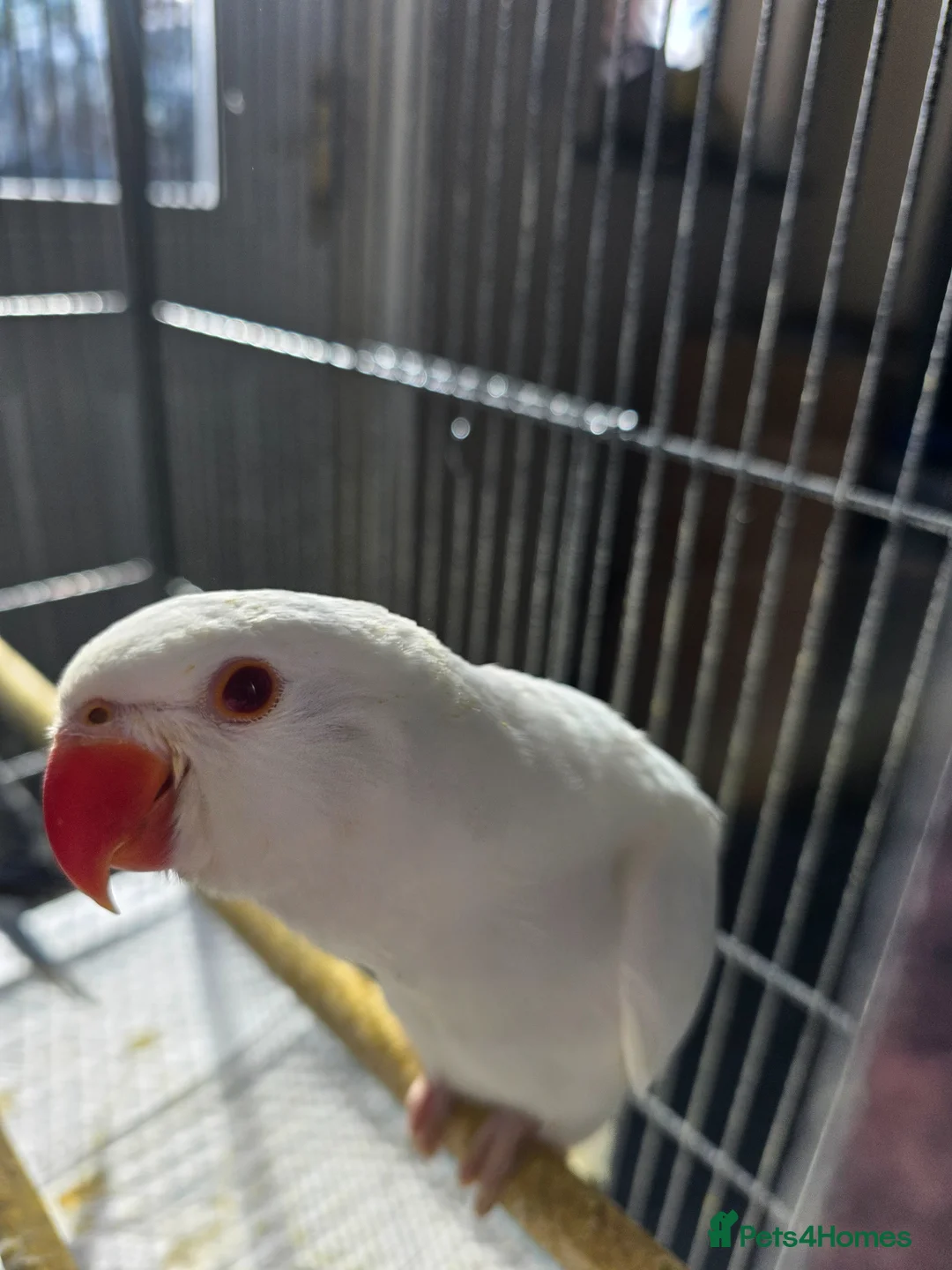 Ringnecks birds for sale: Albino Male - Advert 1