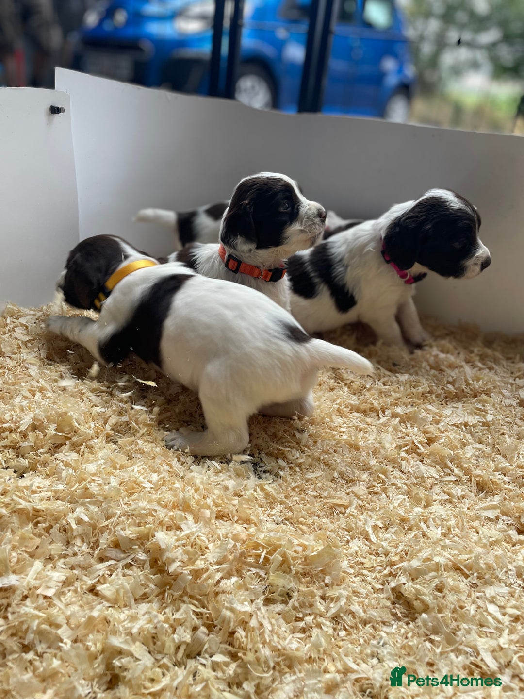 English Springer Spaniel dogs for sale: Working English springer spaniel puppies  - Image 25