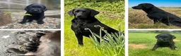 Labrador Retriever dogs for sale: Black Labrador Puppy - Loving Family Companion in Beaminster - Advert 9