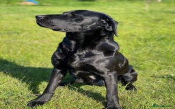 Labrador Retriever dogs for sale: Pedigree Labrador Puppies For Sale - Image 8