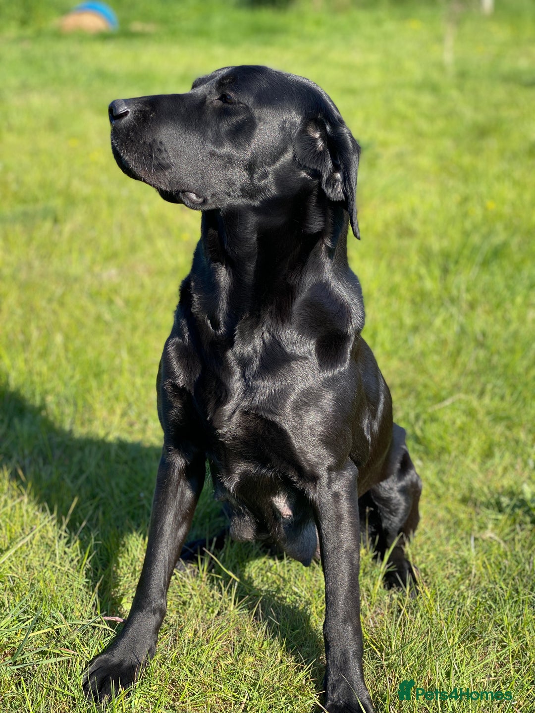 Labrador Retriever dogs for sale: Pedigree Labrador Puppies For Sale - Image 8