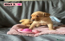 Labrador Retriever dogs for sale: 🐶 8 Gorgeous KC Labrador Puppy’s 🐶 - Image 5