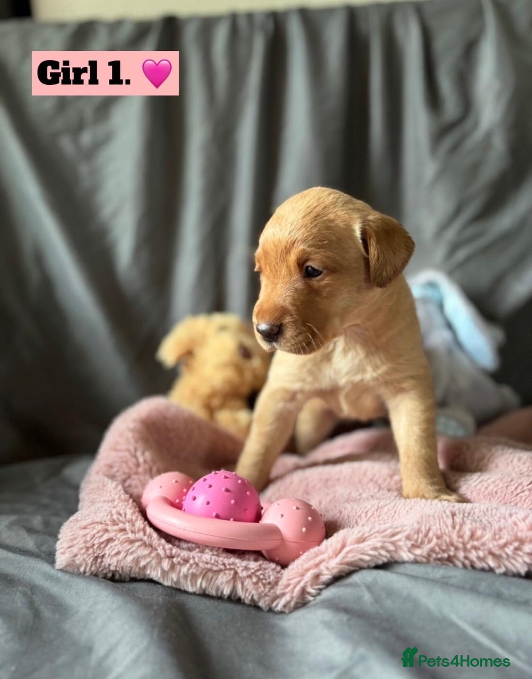 Labrador Retriever dogs for sale: 🐶 8 Gorgeous KC Labrador Puppy’s 🐶 - Image 5